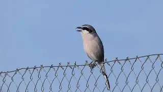 EL CANTO ENGA&Ntilde;OSO DEL ALCAUDON REAL   THE DECEPTIVE SONG OF THE GREY SHRIKE    4K