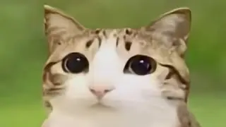 Amazing meowl the hybrid barn owl and cat destroying ruined coilbook 