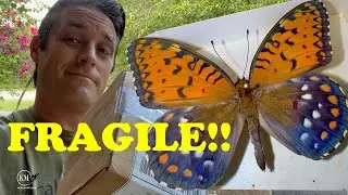 FRAGILE!! SENDING MOUNTED BUTTERFLY SPECIMENS THROUGH THE MAIL