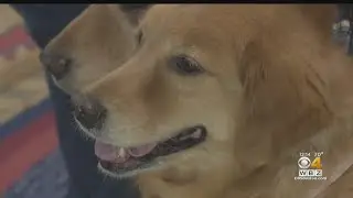 Spencer The Golden Retriever Named Official Dog Of 126th Boston Marathon
