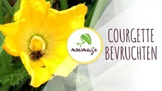 Courgette bestuiven | Courgette bevruchten | Courgette valt eraf