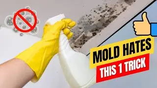 How to Remove Stubborn Bathroom Ceiling Mildew FAST