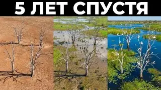 Австралия убрала дамбу и природа вернулась — никто не ожидал такого поворота