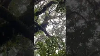 Evergreen Forest  the rainy season.😍#short #video