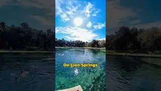 Natural Swimming Pool in Florida #bluehole #floridasprings #shorts