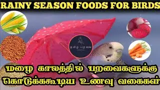 Rainy and Winter Season Foods for Birds in Tamil | TAMIL PARAVAI | தமிழ் பறவை