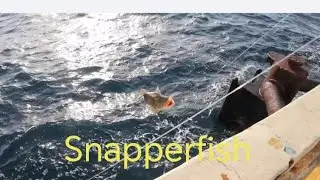 #jigging#fishtrapping#fishing #catchandrelease