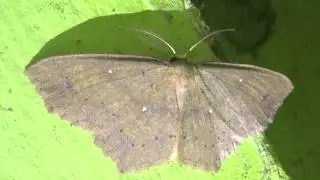 Geometer Moth
