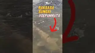 MONSTER MUNCUL DI SUNGAI DANGKAL! Gak Nyangka Bisa STRIKE Segede Ini! #mancing #raksasa #shorts