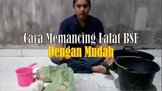 Cara  Mudah Mendatangkan Maggot BSF dengan 4 Bahan Murah | Tips Budidaya Maggot BSF Bagi Pemula