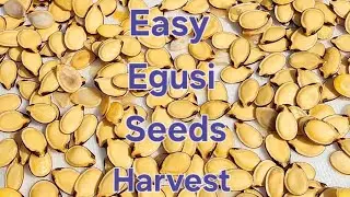 How to Easily Harvest Egusi Seeds