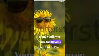 Sunflower facts