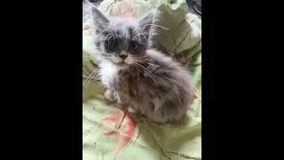 Братья наши меньшие: крик о помощи