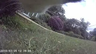 Mission - Search and Rescue Cat Detective