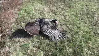 Opening Day Spring Turkey Season 2023!