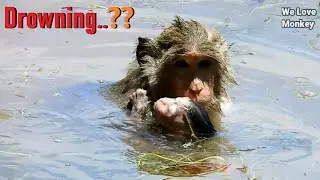 Oh Baby Monkey Goldie Drowning?Why Mom Monkey Ginger Bring Baby Monkey Goldie to Swim in A Big Pool?