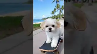 Love skateboarding at the beach park  #puppy #hawaii #islandlife #cutepuppy #shihtzu #skateboarding