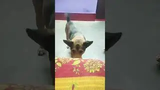 funny dog video #viral #instagram #ytshorts