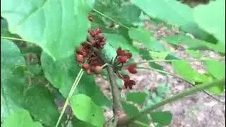 prickly ash ...with michigan herbalist jim mcdonald