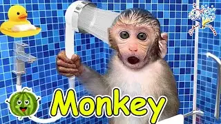 Monkey || The Animals Adventure || Cute Monkey || Monkey Song || Edufam Kids Song and Nursery Rhymes