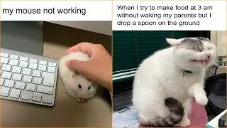 50 Animal Pics That Fit Perfectly Into Memes - Funny animal