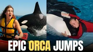 | SeaWorld San Antonio Orca Encounter | Powerful Family Show & Marine Conservation Experience |