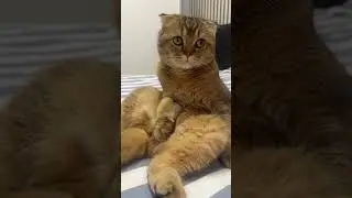 Как варить суп😁 #cat #веселыекоты #юмор