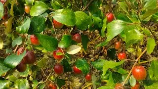 Miss India Apple Ber//farming And Successful Best Result 8670449961