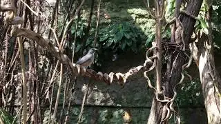 Tropical Mockingbird (Mimus gilvus) singing