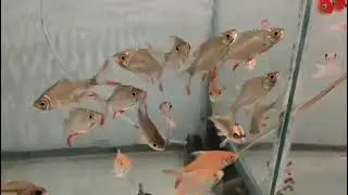 &ldquo;🐠 Cheapest aquarium Fish Stock in morbi! LIVE Guppy&ndash;Molly&ndash;Koi @ Combo Price | Raj Aquarium Morbi&rdquo;