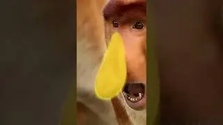 Long Nose Monkey Explained