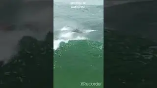 Beautiful dolphin 4K #wildlife4k