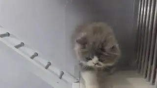 Kucing ras persia & BSH,ready desember