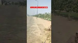 ghas lagane ka tarika #park #developmentprojects #horticulture