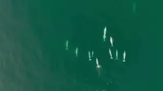 GLOBALink | Rare Chinese white dolphins spotted off the coast of E China