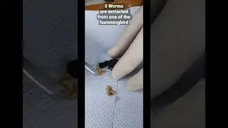 5 Worms are extracted from one of the hummingbird | Worms