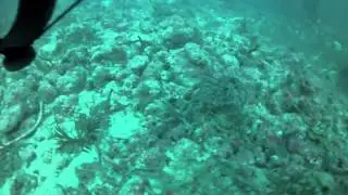 Hollywood Sewage Outfall Presented By Project Baseline Gulfstream