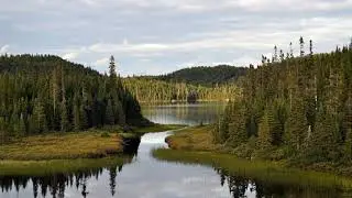 East Siberian Taiga