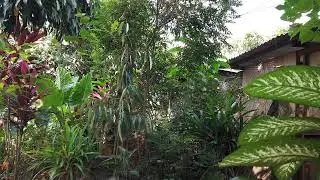 Timelapse Shrub Backyard - Semak Samun