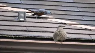 イソヒヨドリの求愛の歌と踊り