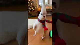 Посмотрите, как эти невероятные друзья выступают вместе 🎄 #мило #питомцы #вирусное