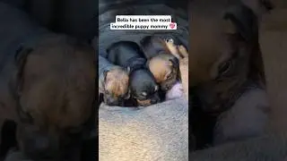 The Chiweenie puppies are so thankful for their mommy #puppyshorts #cutepuppies #chiweenie #dog