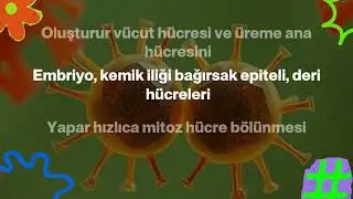 MİTOZ H&Uuml;CRE B&Ouml;L&Uuml;NMESİ