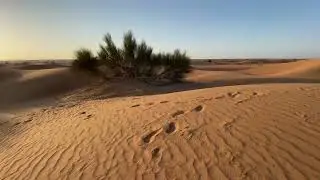 #Dubai Desert Conservation Reserve | Al Maha Desert Resort & Spa, Dubai | sunrise 🌄 walking in dunes
