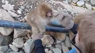 Cute Wild Japanese Snow Monkey Plays With Toy