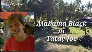 EP325: Alabama Black ni Tatay Joe sa Panangban Compostela Cebu