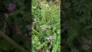 Gew&ouml;hnlicher Reiherschnabel (essbar)