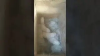Mother RABBIT breastfeeding 30 days old RABBITS after Baby Rabbits deny eating #rabbit