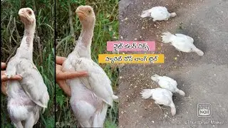 Parrot Beak Long Tail Chicks | 8639717935 | Video 2654 | Rythu Market 2