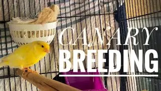 BREEDING WATERSLAGER CANARIES /  BREEDING UPDATE / AVIARY BIRDS AND CO